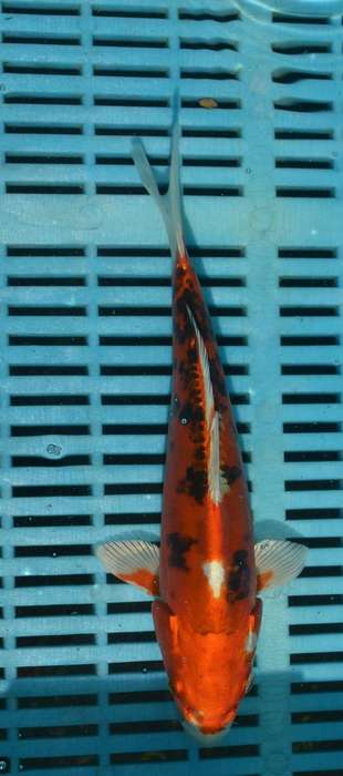 Happy Koi Koi Fish Auction