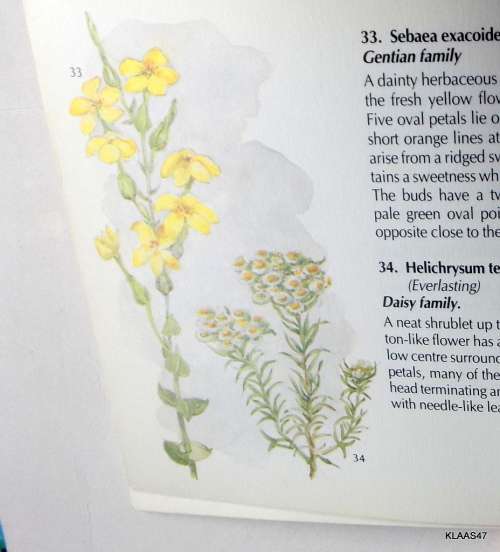 Flora of Table  Mountain - Hazel Stokes - Small Paperback