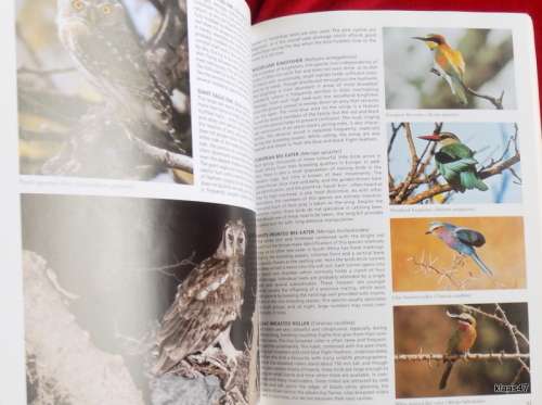 Everyone`s Guide to Birds of South Africa - Ian Sinclair and John Mendelsohn - Paperback
