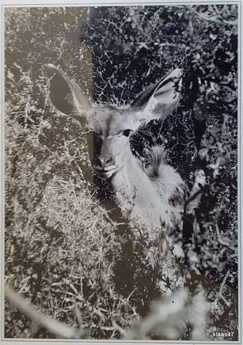 Black and White - Kudu Addo Park - Geoff Whiting Photography Print - On Mounting board