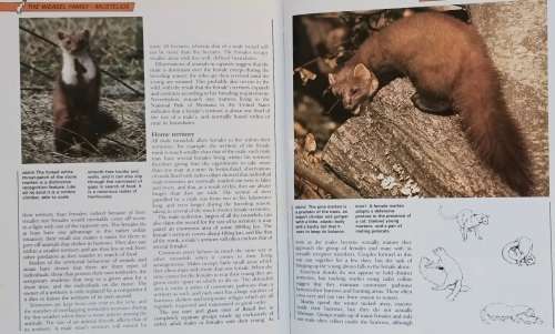 The Illustrated Encyclopedia of Wildlife - Vol 1 - Hardcover 1988