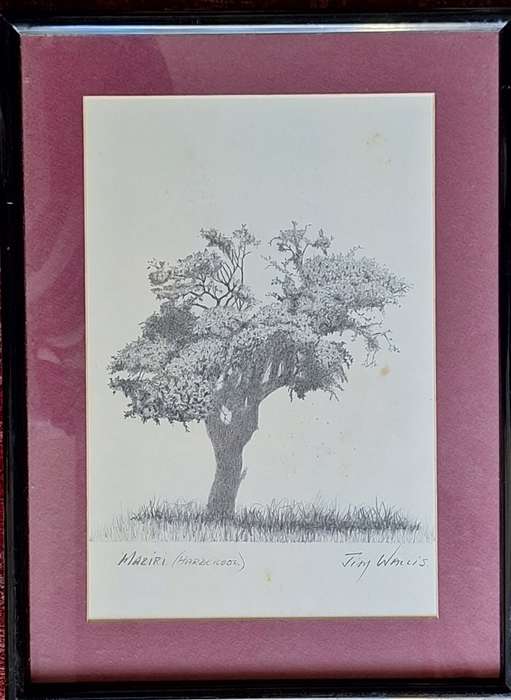 Framed Pencil Drawing of a Maziri (Hardekool) Tree by JimWallis