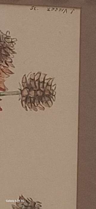 Framed Watercolour of Coral Tree by L Venter