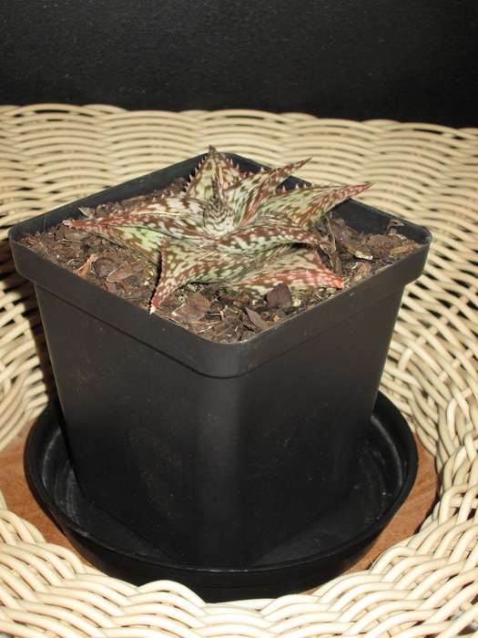 Miniature aloe. 10cm pot