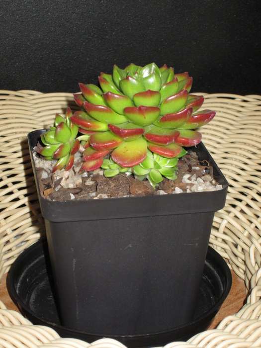 Sedeveria "Letizia". 10cm pot. plant with 3 pups