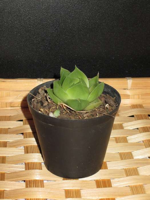 Haworthia. 7.5cm pot