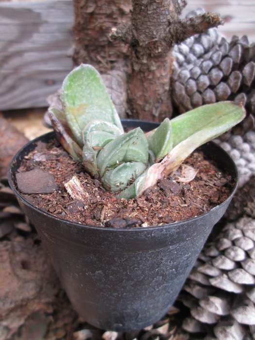Gasteria 7.5cm pot