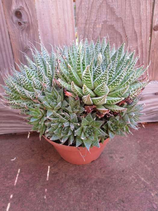 Aloe aristata. 15cm pot