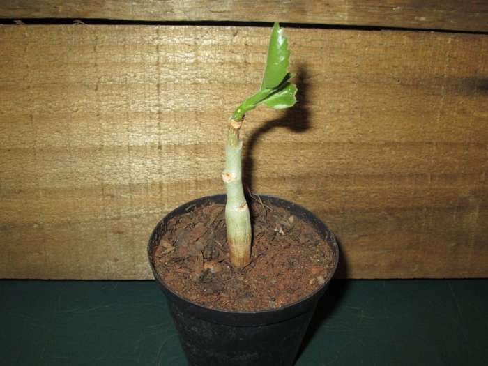 Cyphostemma juttae seedling 7.5cm pot