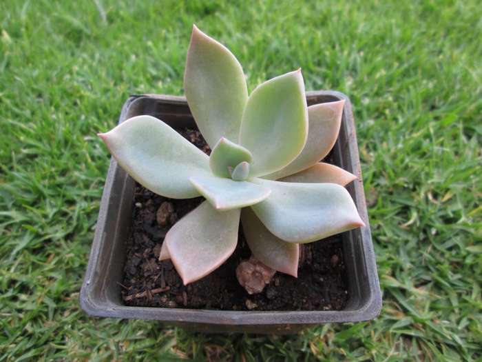 Echeveria 7.5cm pot
