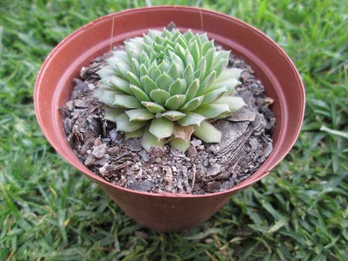 Sempervivium 7.5cm pot. Clearance Sale.