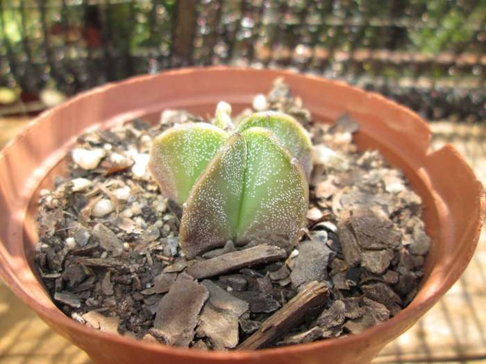 Astrophytum 7.5cm pot. Clearance sale.