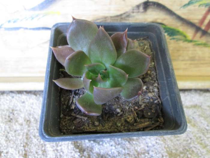 Echeveria Chocolate? 7.5cm pot.