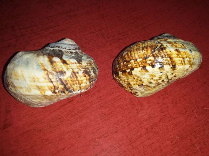 Sea Shells Grouping-Collecting
