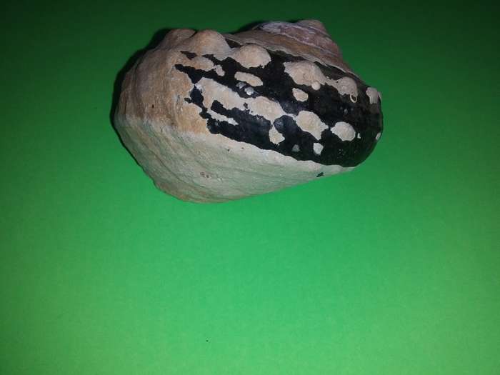 Sea Shell-Collecting