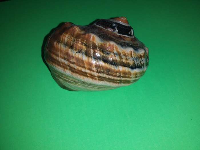 Sea Shell-Collecting
