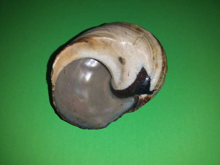 Sea Shell-Collecting
