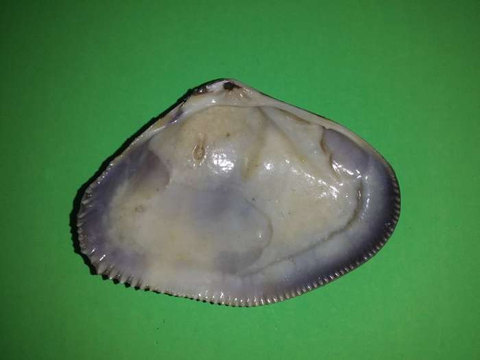 Sea Shell-Collecting