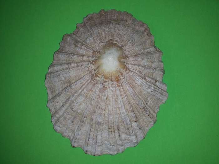 Sea Shell-Collecting