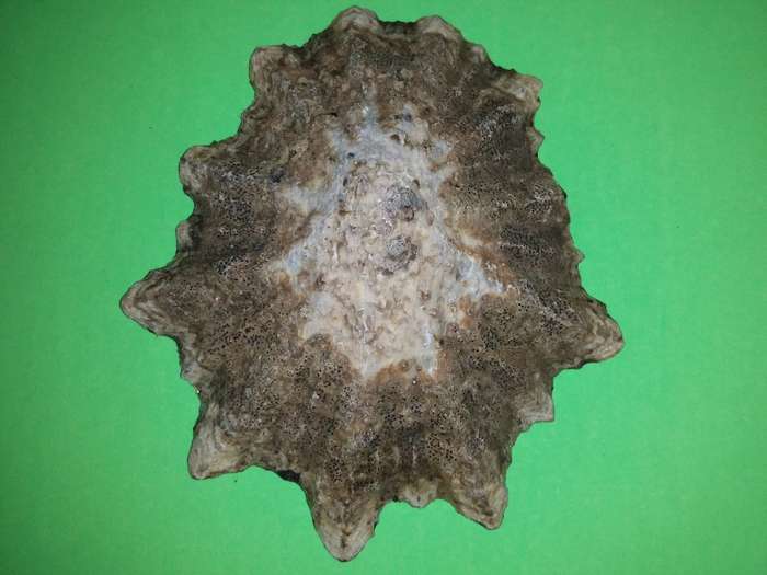 Sea Shell-Collecting