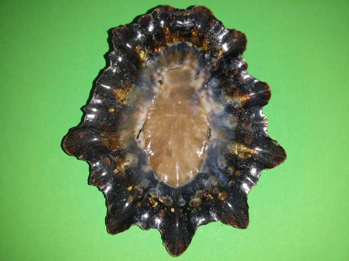 Sea Shell-Collecting