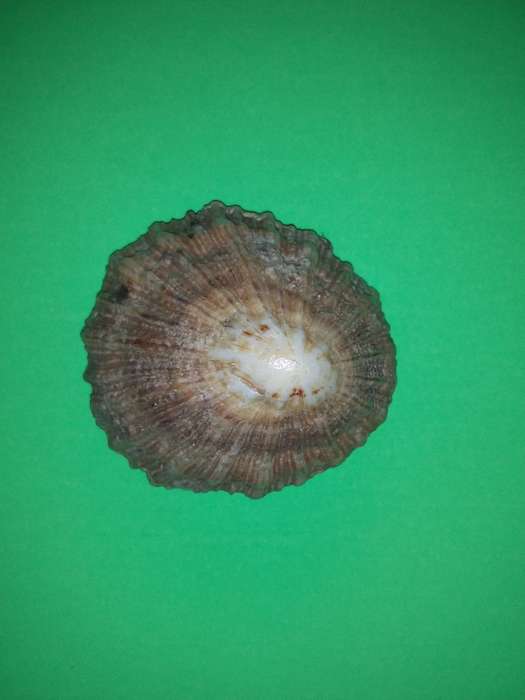 Sea Shell-Collecting