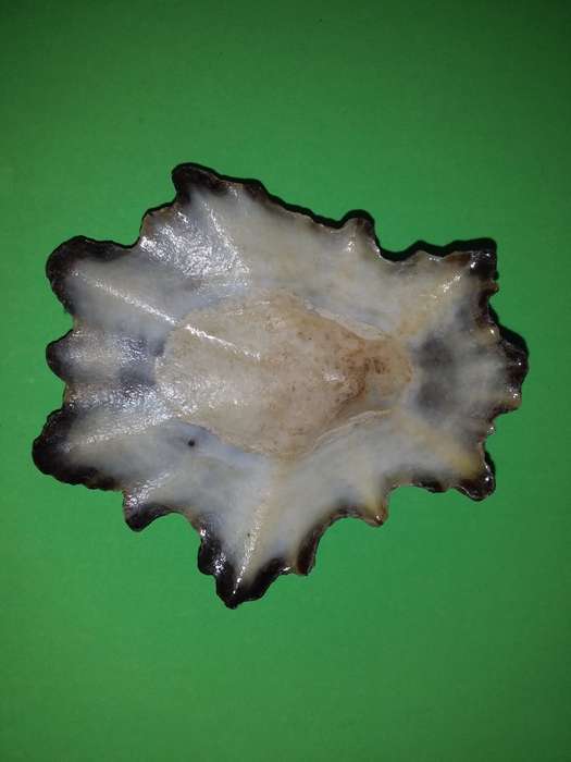 Sea Shell-Collecting