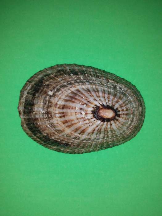 Sea Shell-Collecting
