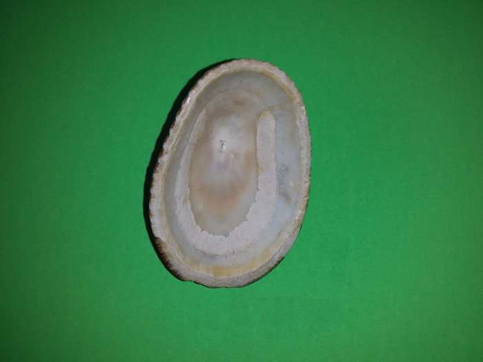 Sea Shell-Collecting