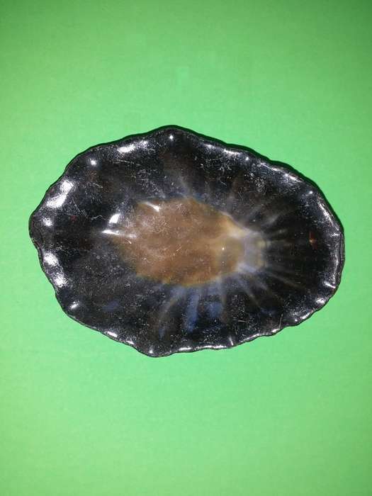 Sea Shell-Collecting