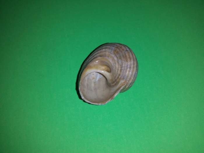Sea Shell-Collecting