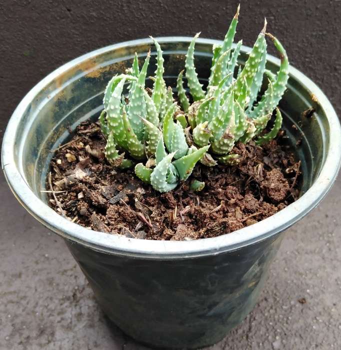 Live Plant Aloe humilis 10cm pot -Succulent-Gardening-
