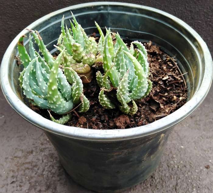 Live Plant Aloe humilis 10cm pot -Succulent-Gardening-
