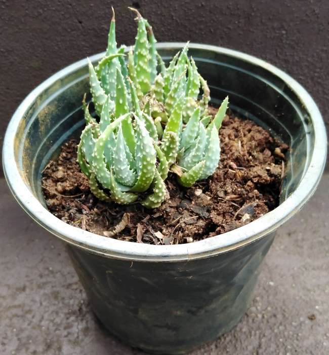 Live Plant Aloe humilis 10cm pot -Succulent-Gardening-