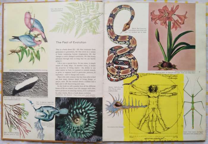 Book-1958-The Story of Evolution-Sir Julian Huxley/69pages.