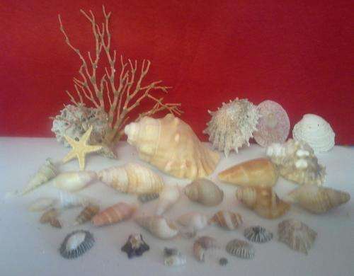 Sea Shells from Jeffreys Bay Beach - Eastern Cape