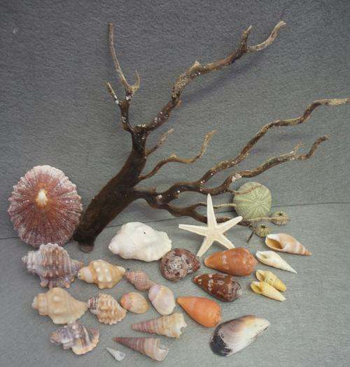Sea Shells from Jeffreys Bay Beach - Eastern Cape