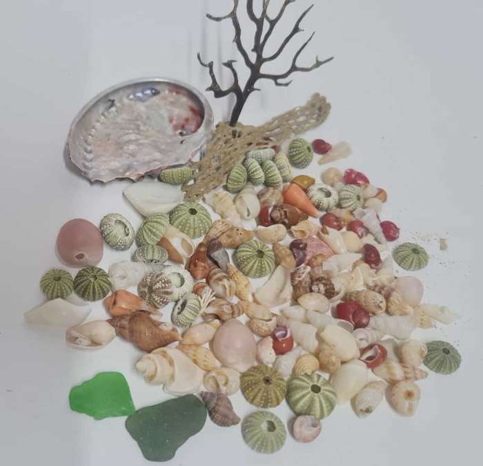 Small sea shells, sea urchin, sea glass drift wood