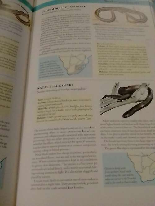 Southern Africa Wildlife, very good guide to our animals and more.