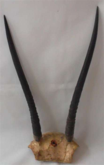 Springbuck Horns