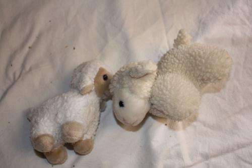 2 SMALL LAMBS