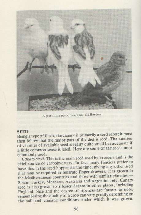 ALL ABOUT CANARIES - J M NELSEN (1 ST PUBLISHED 1978)