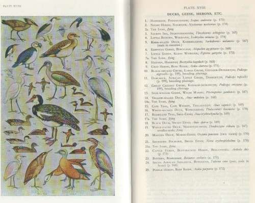 A FIRST GUIDE TO SOUTH AFRICAN BIRDS - LEONARD GILL (9 TH EDITION 1970)