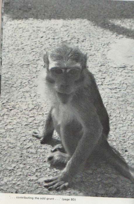 A MONKEY ABOUT THE PLACE - JOHN HUGHES (1 ST PUBLISHED 1978)
