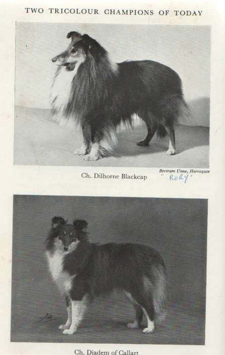 THE SHETLAND SHEEPDOG - MARGARET OSBORNE (5 TH EDITION 1973)