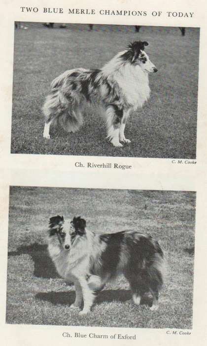 THE SHETLAND SHEEPDOG - MARGARET OSBORNE (5 TH EDITION 1973)