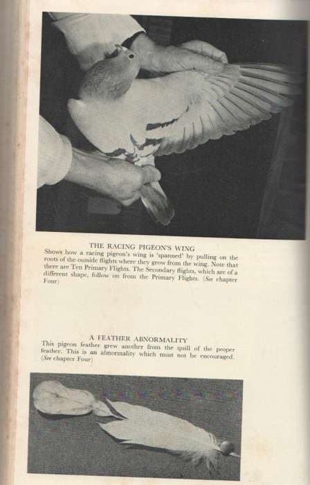 BEGINNER`S GUIDE TO PIGEON RACING - S W E BISHOP (1 ST PUBLISHED 1971)