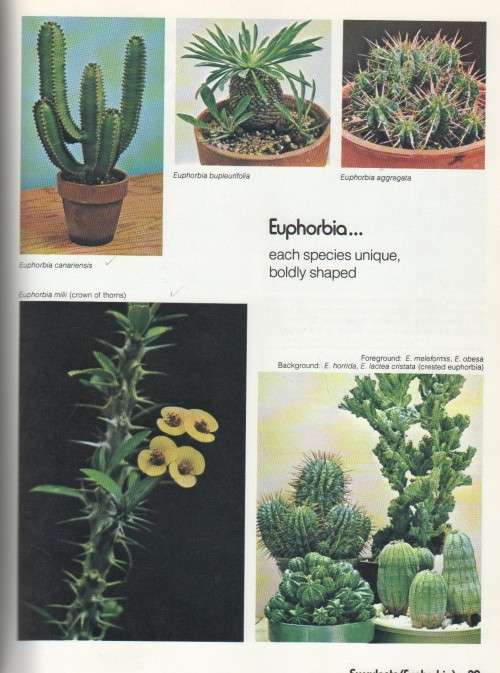 CACTUS AND SUCCULENTS - A SUNSET BOOK  AND SUNSET MAGAZINE (1978)
