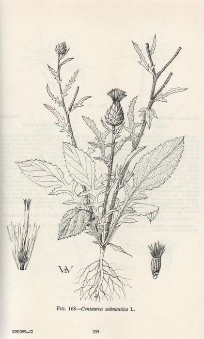 ALGEMENE ONKRUIDE IN SUID-AFRIKA / COMMON WEEDS IN SOUTH AFRICA - MAYDA HENDERSON & JOHAN G ANDERSON