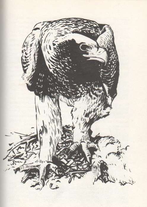 WAYS OF THE WILD - DENNIS WINCHESTER-GOULD (1 ST PUBLISHED 1980)